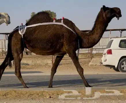 مجهم عشرا طيبه جدا وسلم العذاريب 0