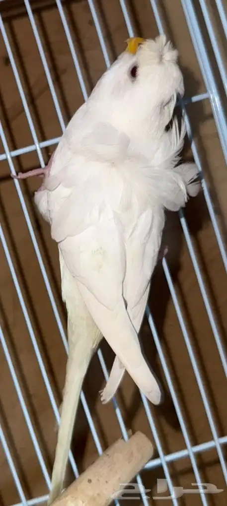 بادجي هوقو مميز للبيع  Premium Hugoo Budgie for Sale 3