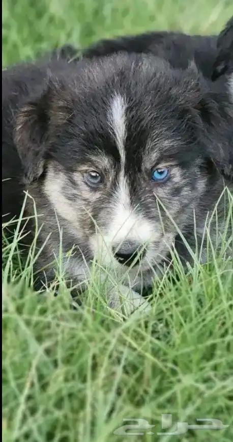 جرو هاسكي للتبني بمبلغ رمزي 0