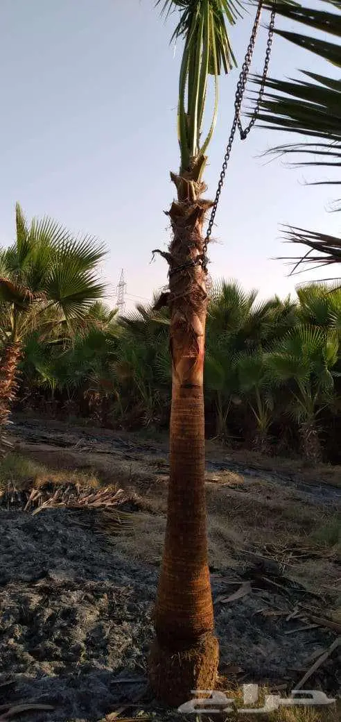 نخل واشنطني واشنطونيا امريكي للبيع 3