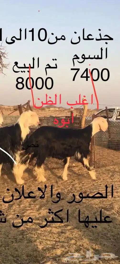 فحل نجدي طيب( تم البيع ) 2