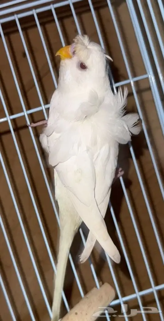 بادجي هوقو مميز للبيع  Premium Hugoo Budgie for Sale 5