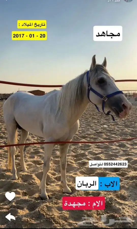 حصان جزيري 0