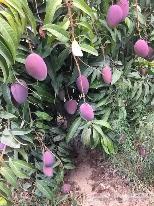 فرص استثمار واعدة ومتميزة 8