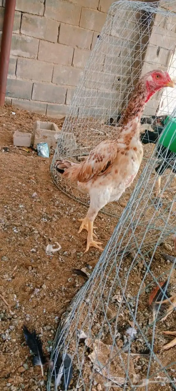 دجاج شامو ياباني توب 1