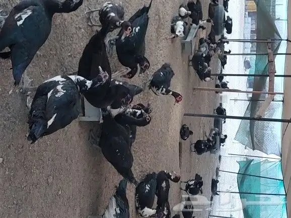 بيض بط بلدي 1