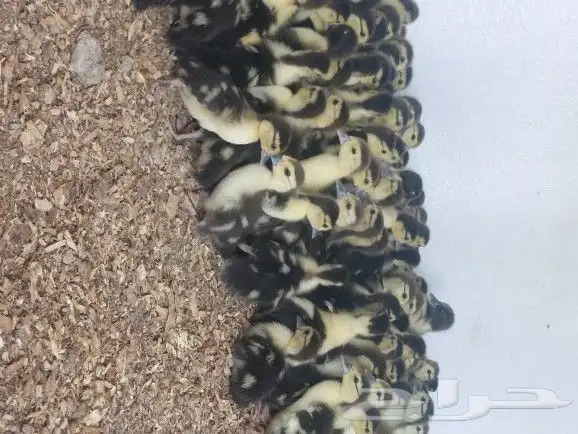 بيض بط بلدي 2