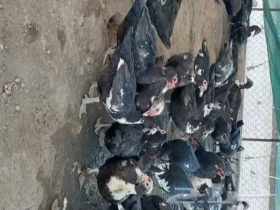 بيض بط بلدي 0