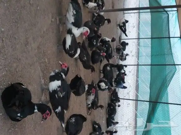 بيض بط بلدي 3