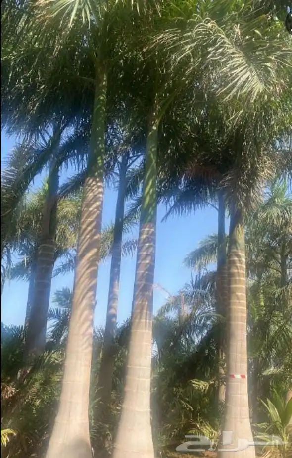 نخل واشنطني جده 4