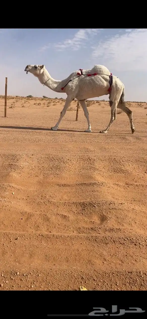 للبيع وضحاء مبيوع ولدها 1