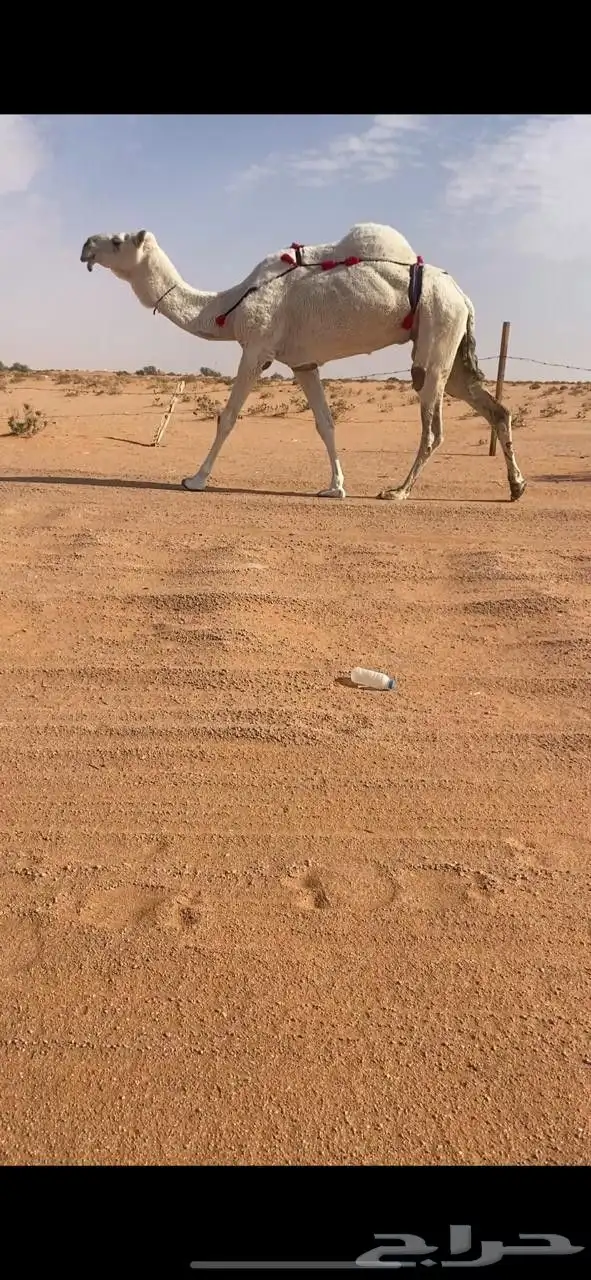 للبيع وضحاء مبيوع ولدها 0