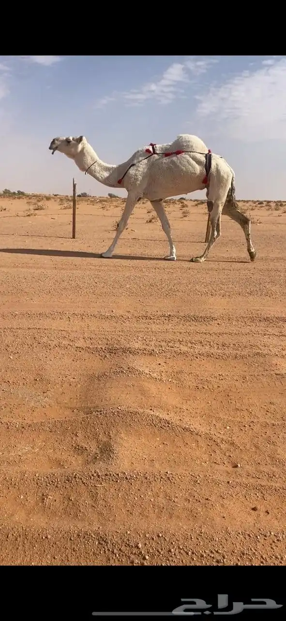 للبيع وضحاء مبيوع ولدها 2