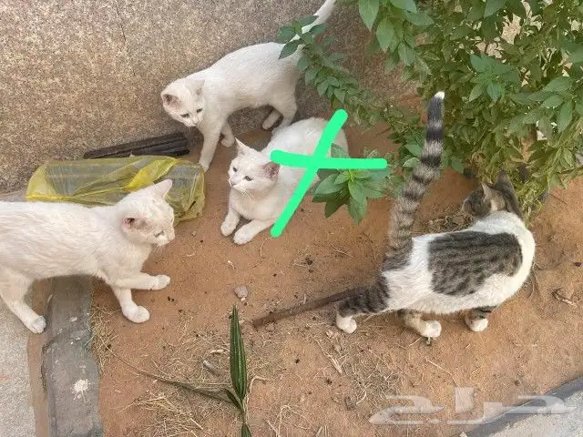 قطط تبني 0