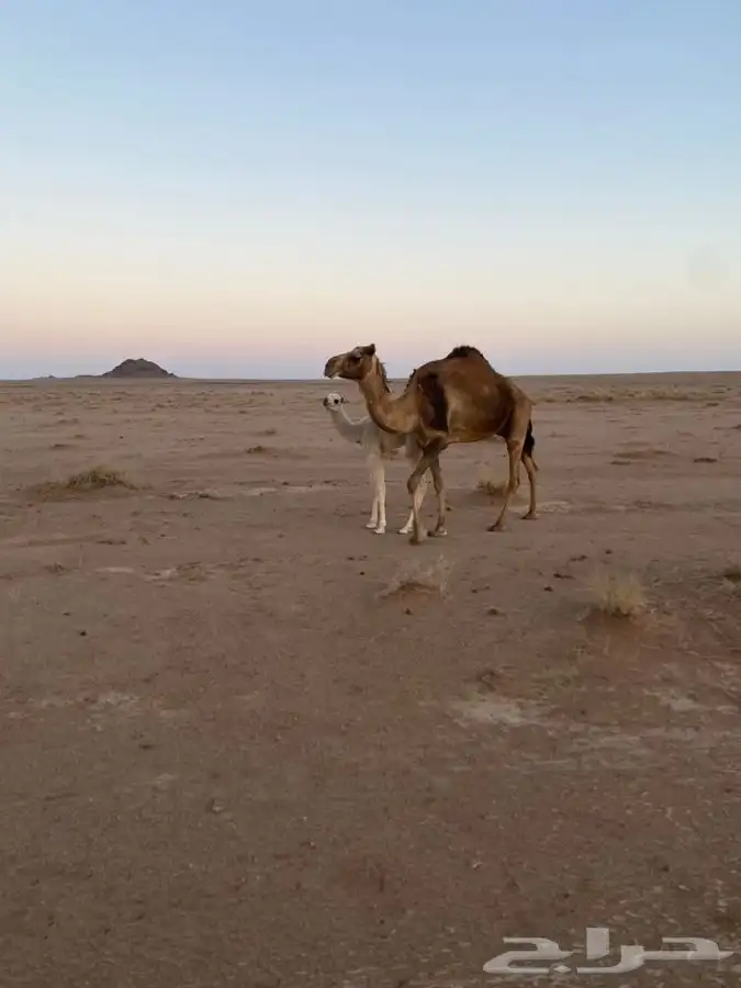 للبيع ناقه خلفه 1