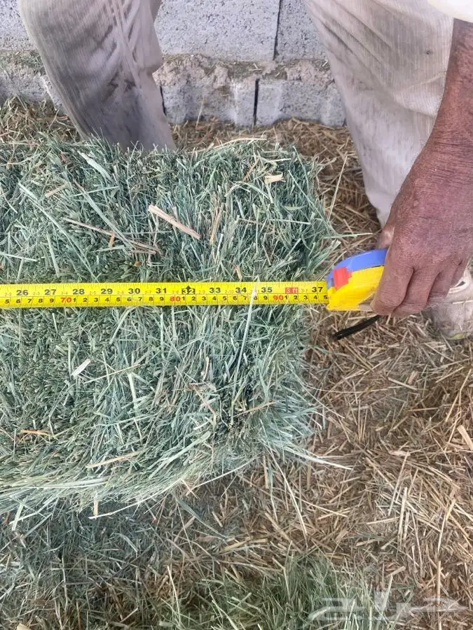 بلوبنك للبيع 1