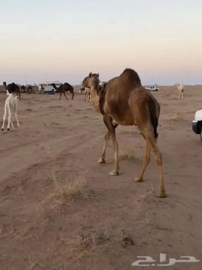 للبيع ناقه خلفه 2