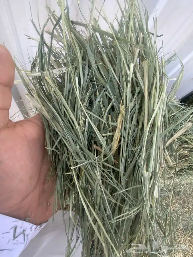 بلوبنك للبيع 2