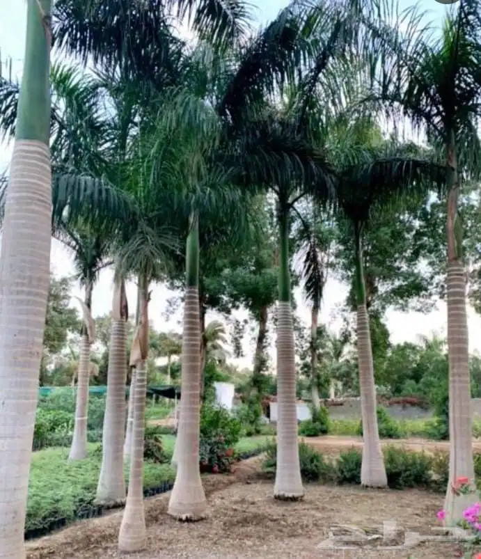 نخل واشنطني جده 5