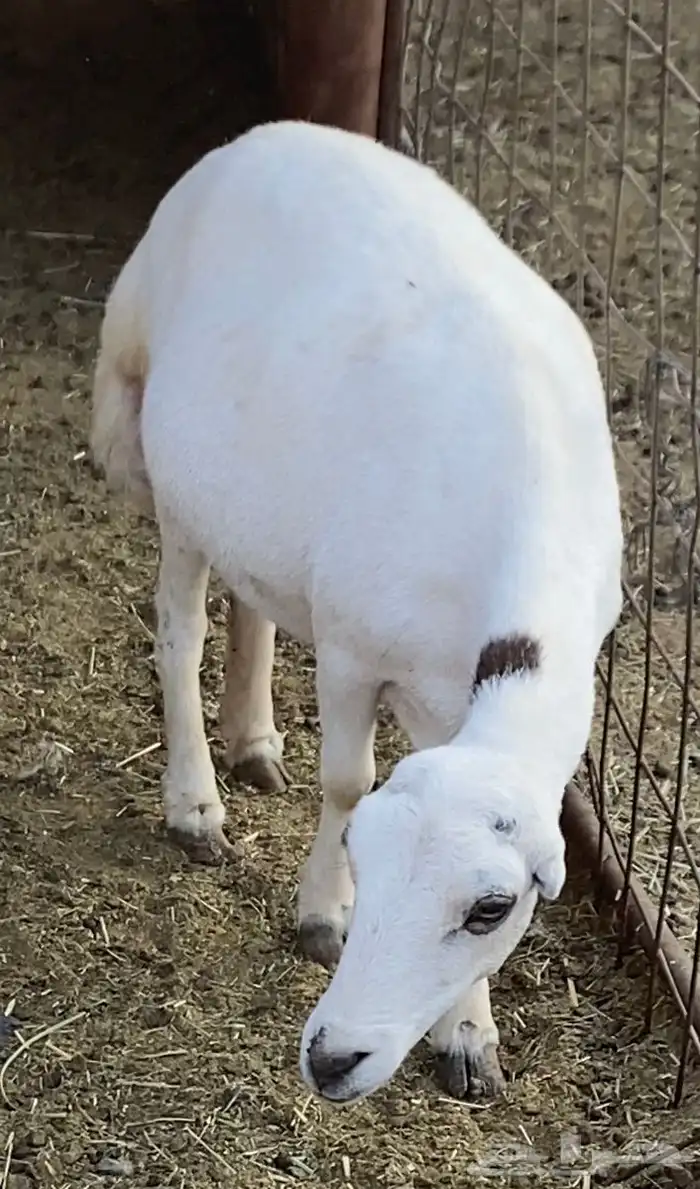 نعيميه ورفيديه 3