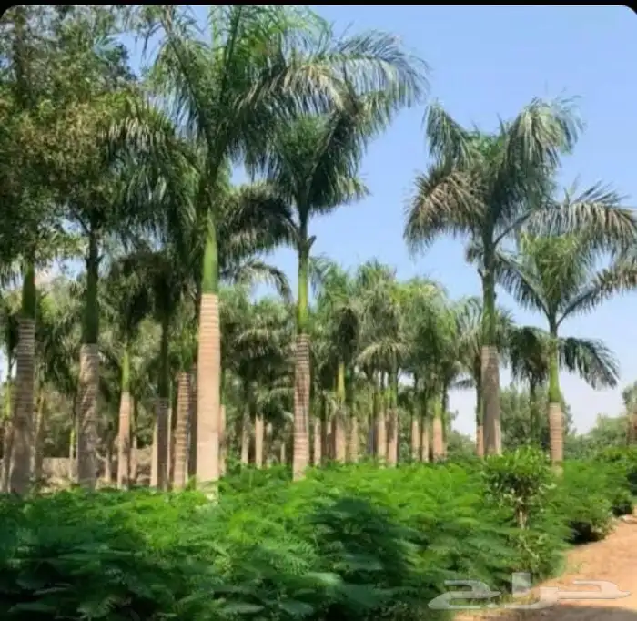 نخل واشنطني جده 9