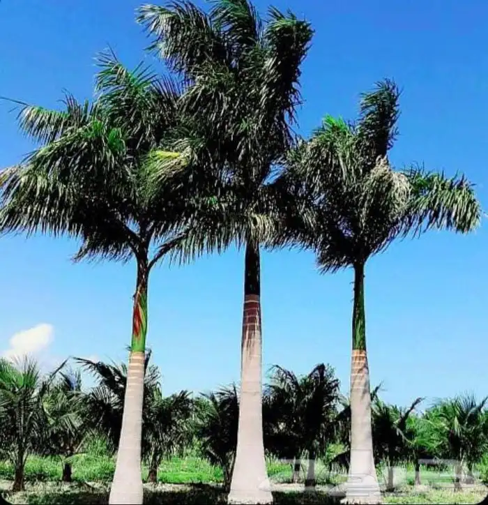 نخل واشنطني جده 2