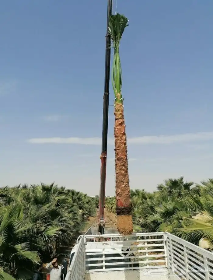 لبيع نخل واشنطنيا زينه 9