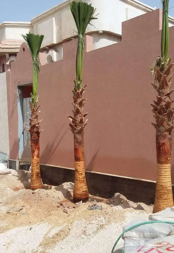 نخل واشنطني واشنطونيا امريكي للبيع 10