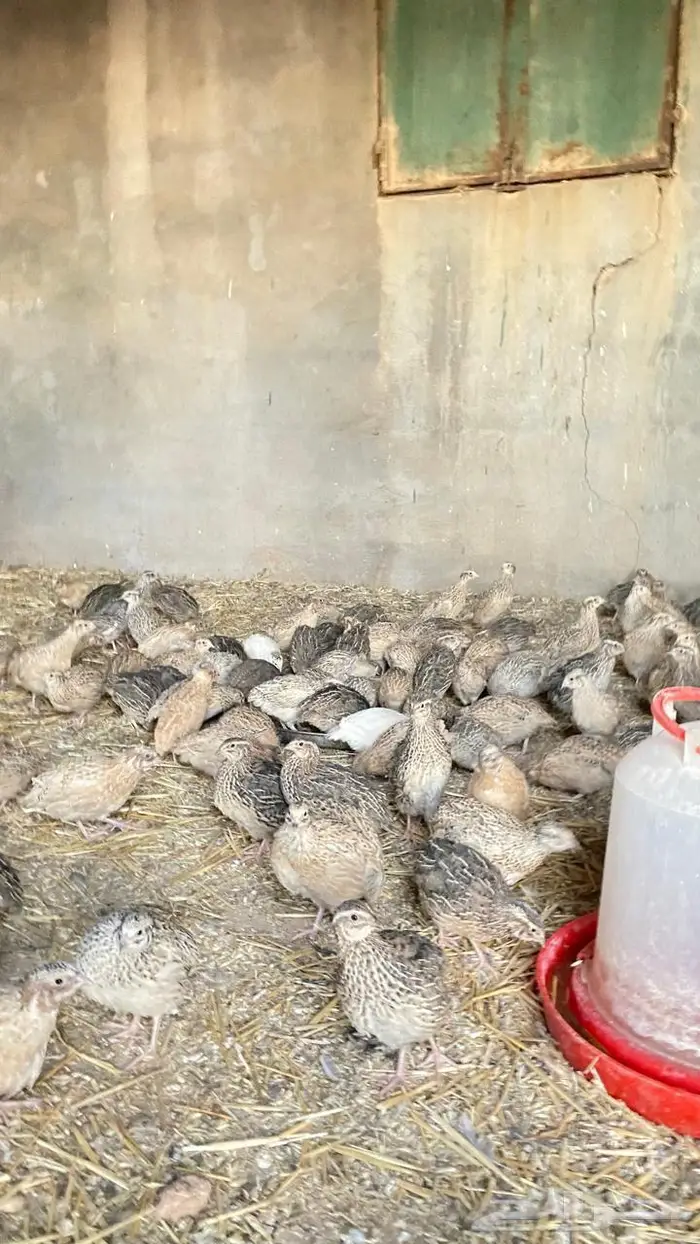 سمان (فري) ملون حي 0