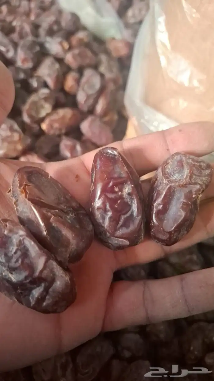 تمر خضري للبيع 7