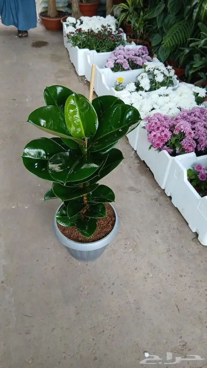 تنسيق حداءق 3