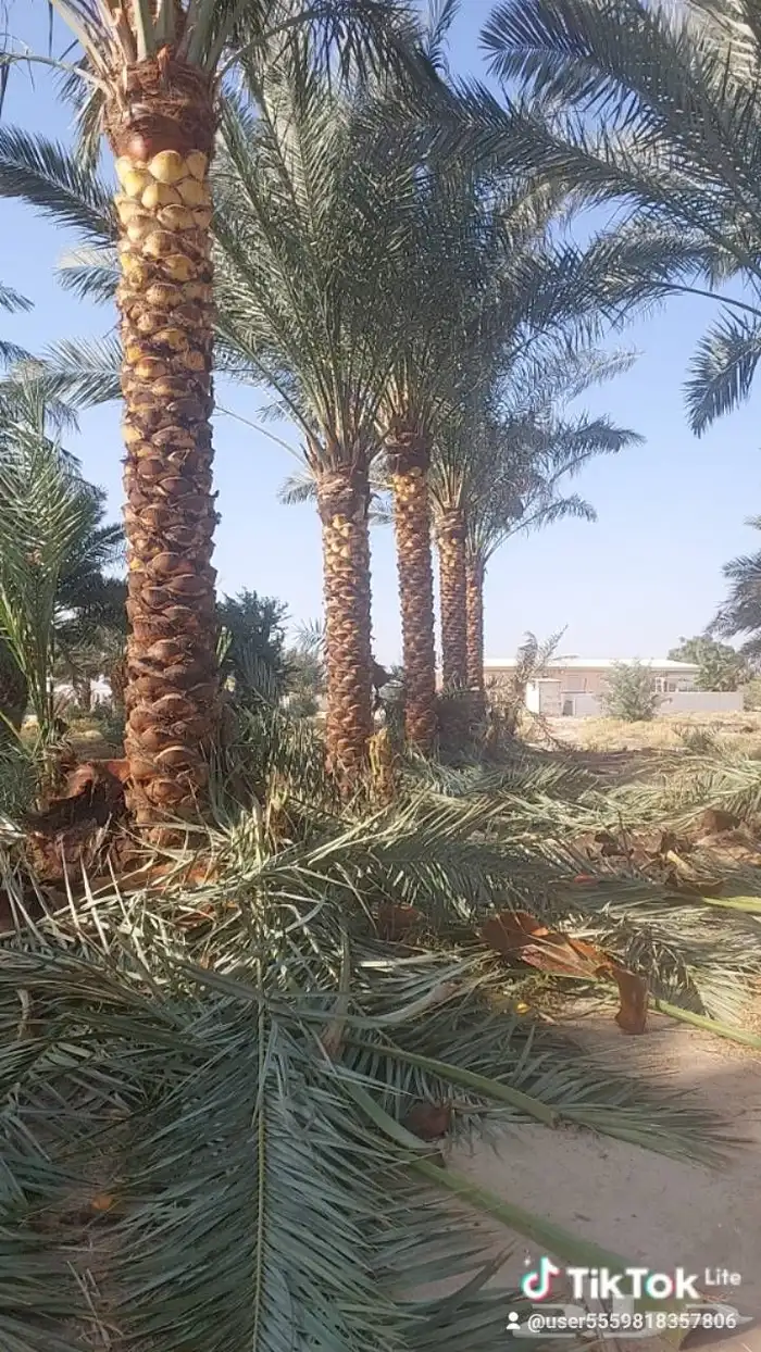 نخل تكريب هلال من اربعه متر الا خمسه متر 3