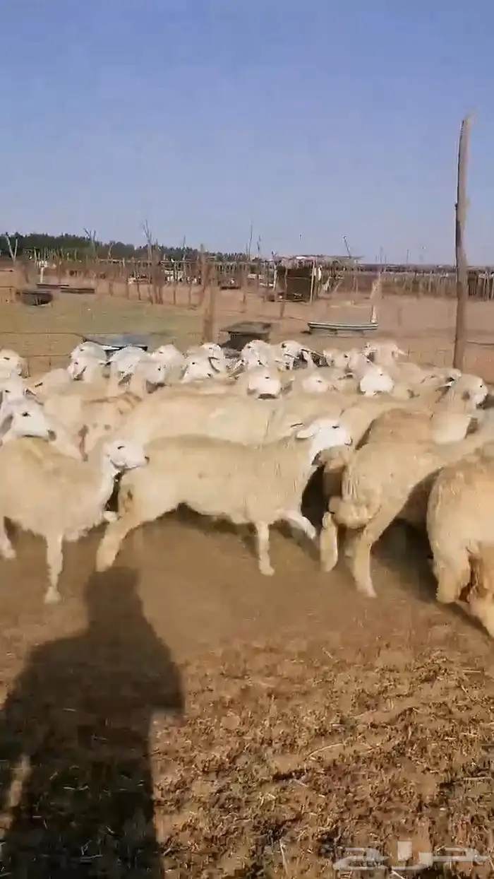 ذبايح حري سواكن زواجات مناسبه عقيقة ثلاجه مسلخ بالموقع مجهز 9