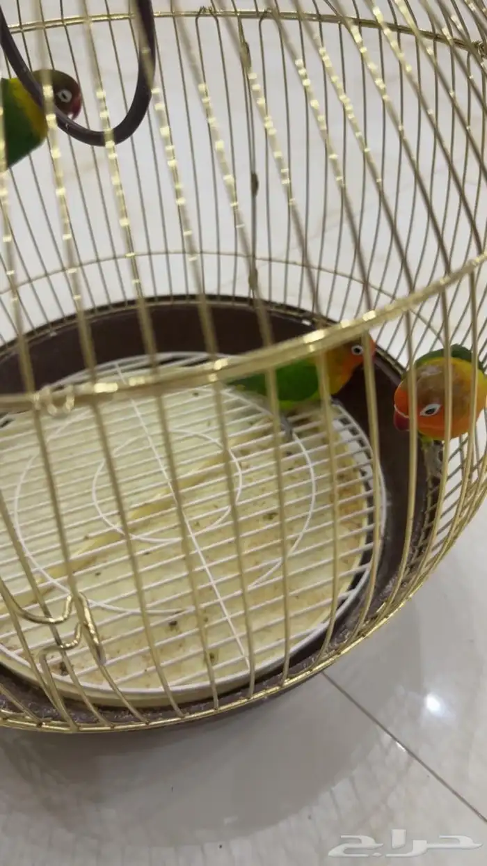 فيشر للبيع 1