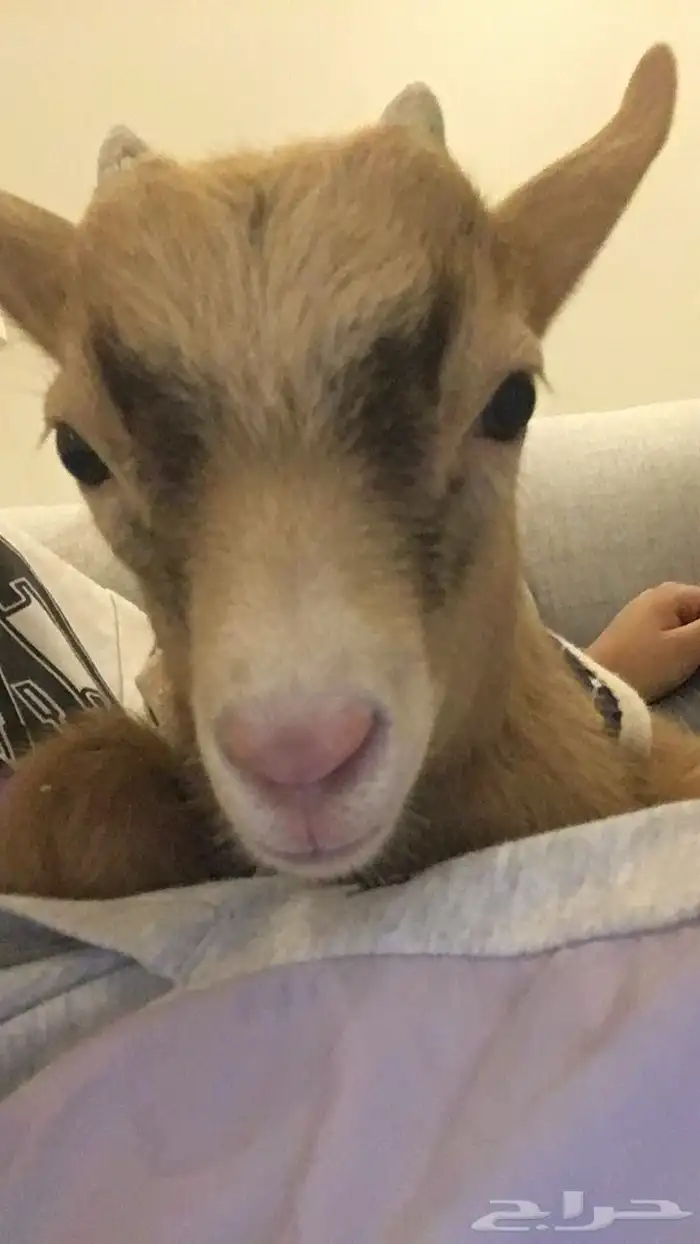 الماعز القزم 1