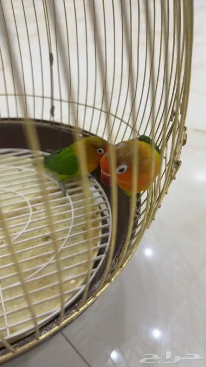 فيشر للبيع 2