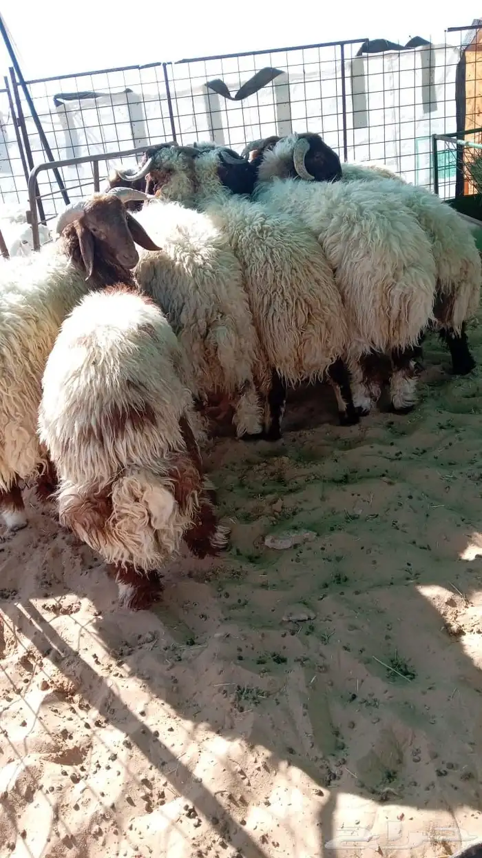 ذبايح وتمايم ( حري نعيم نجد ) كاش وع ( تمارا)مع التوصيل 1