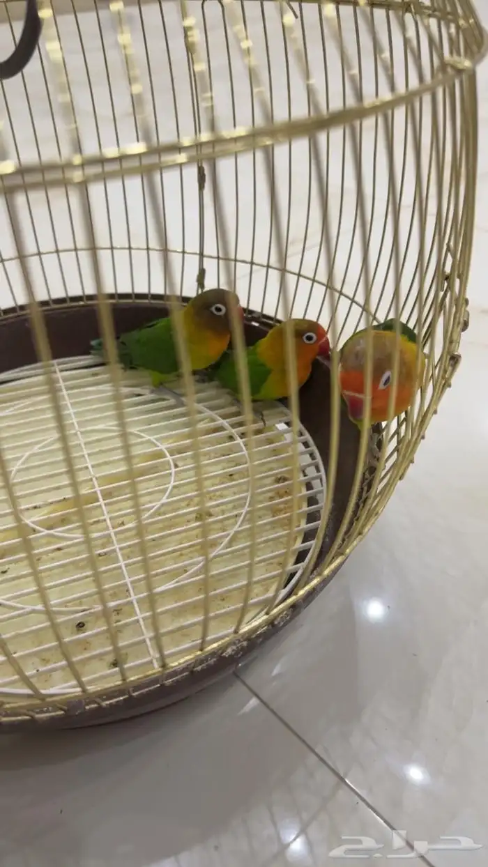 فيشر للبيع 3