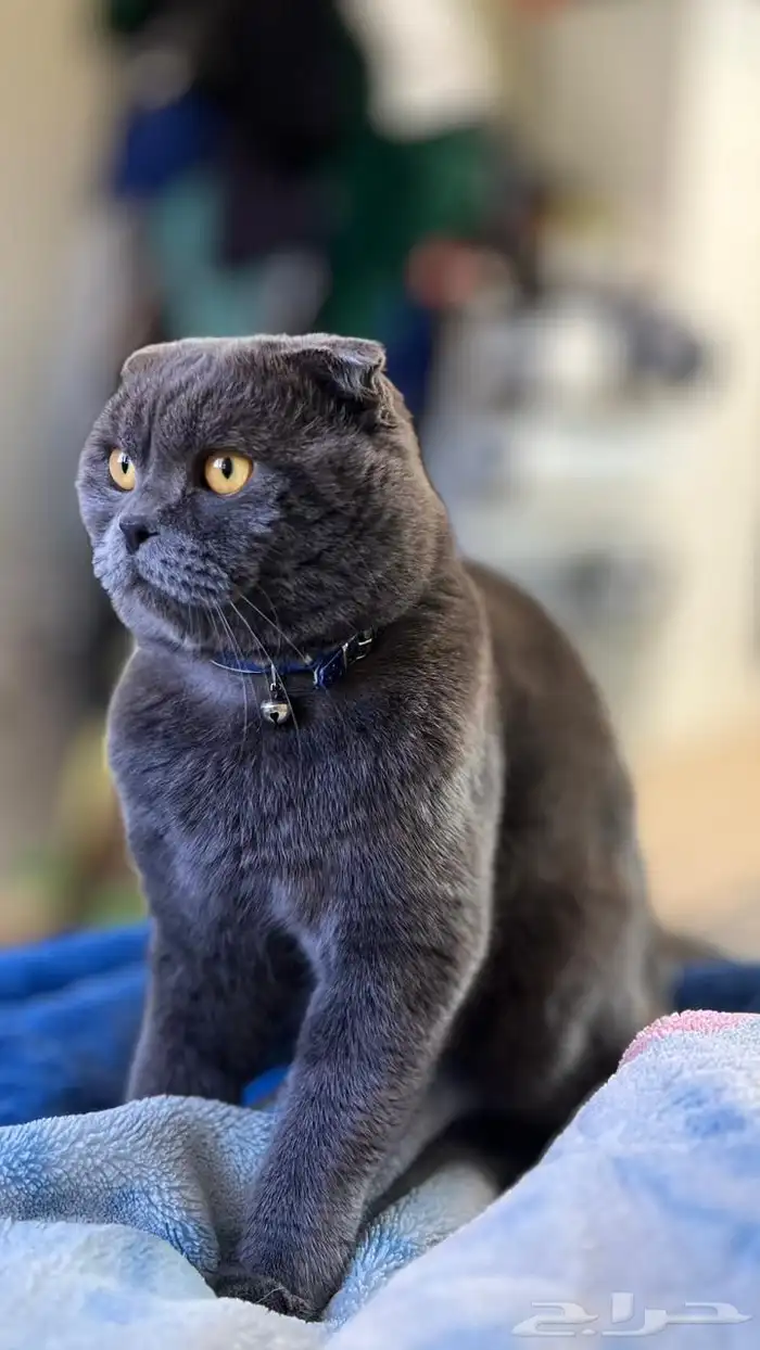 قطة سكوتش دبل فولد ذكر بيور اسكوتلندي مستورد للبيع 2