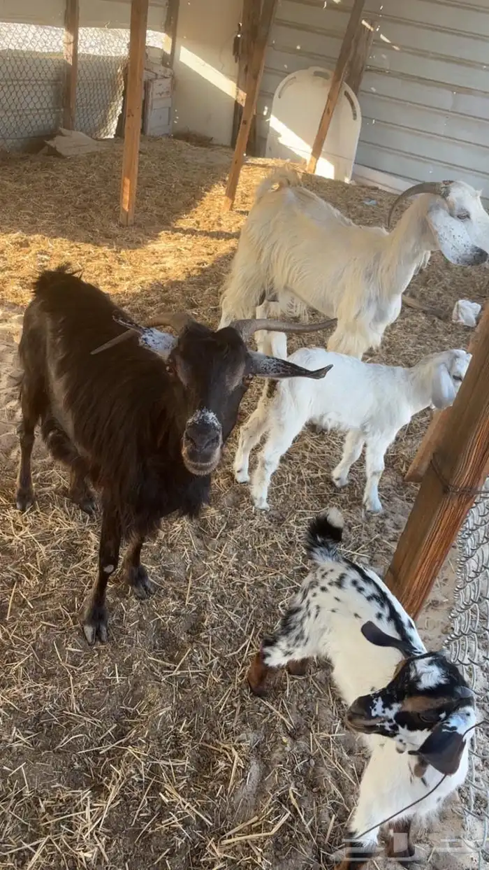 معزا جنوبيات وحده عليها تيس وحده عليها جفره 0