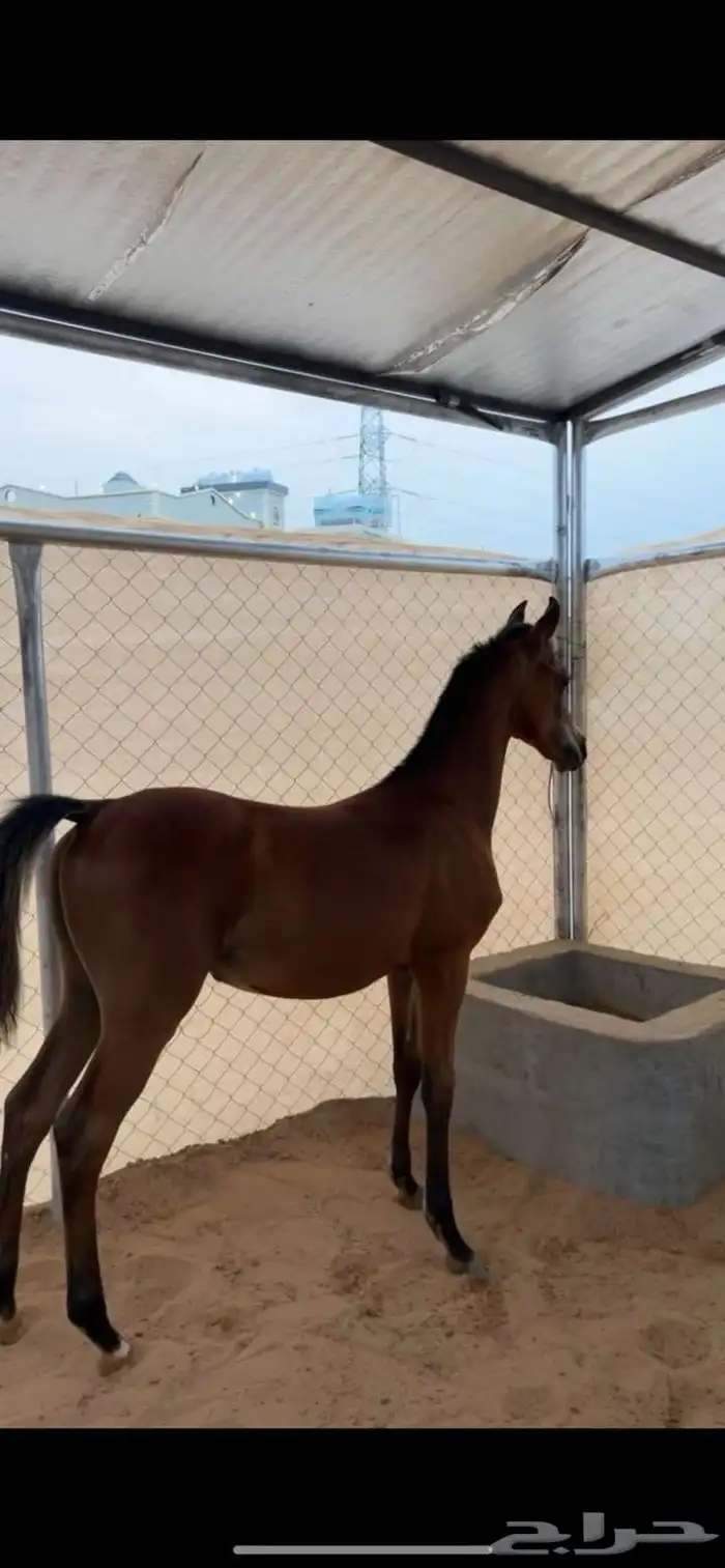 (بيع مهر شعبي)العمر 9شهور الأب ولد الشاهبندر المعود 1