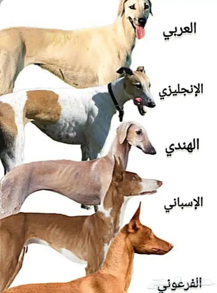 الي يخبر سلقه سلوقي للتبني بالله ياعيال يتواصل معي لاهنتو 0