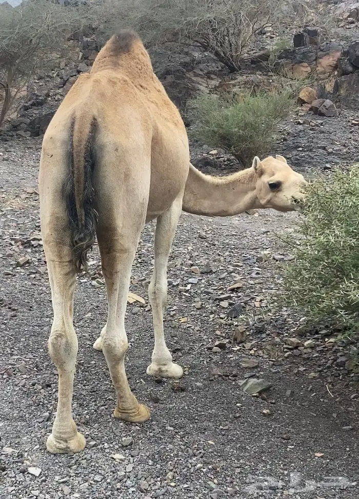 ناقه طيبه لقحه تم البيع 0