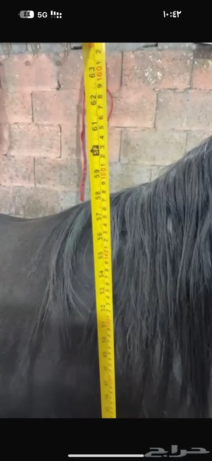 مزاد هجر موثوق لدى منصة نما   https   chat.whatsapp.com 1