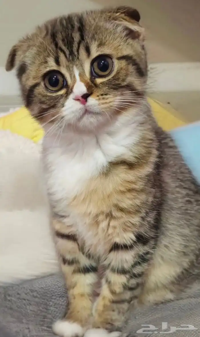 للحجز قطط سكوتش ذكر و انثى 0