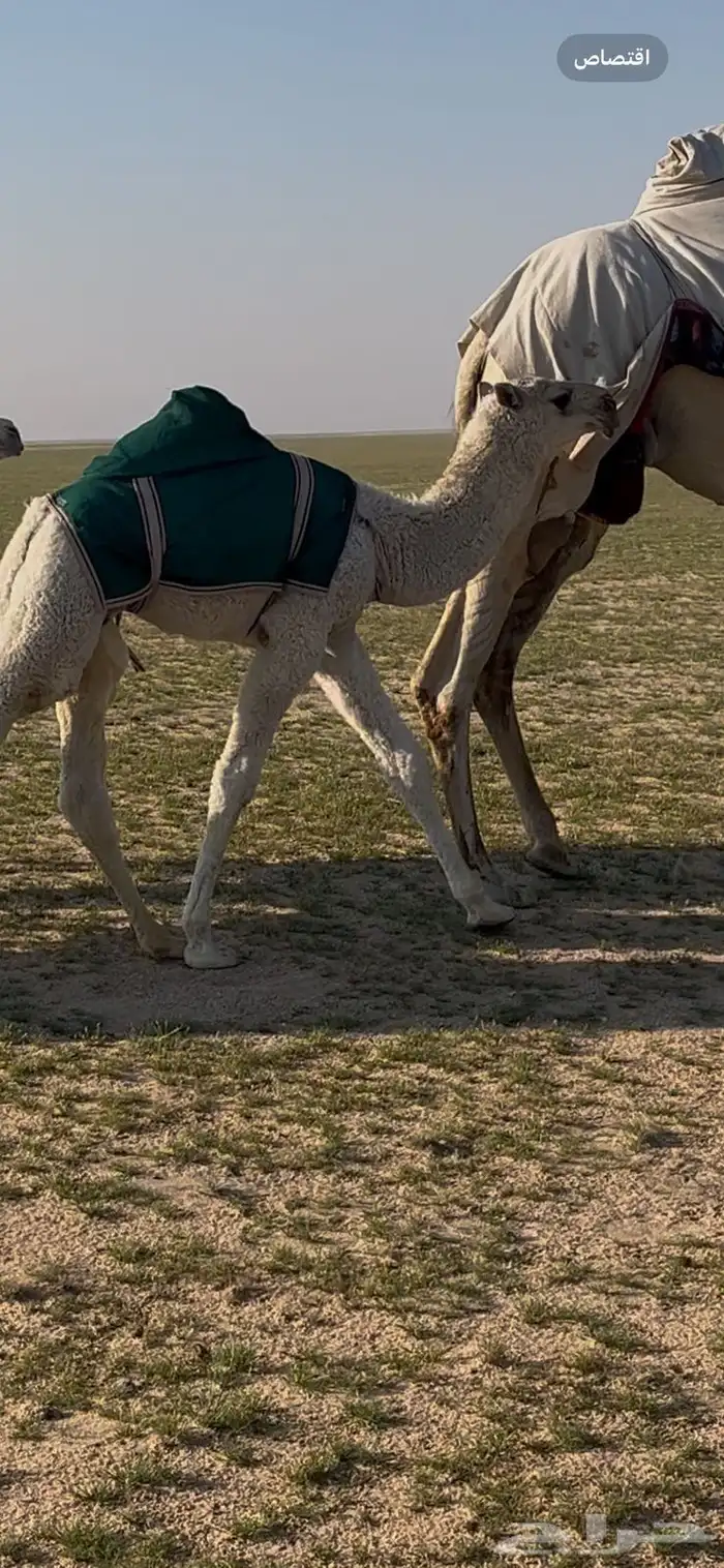 للبيع بعير صاهودي إنتاجه بدأوه 1