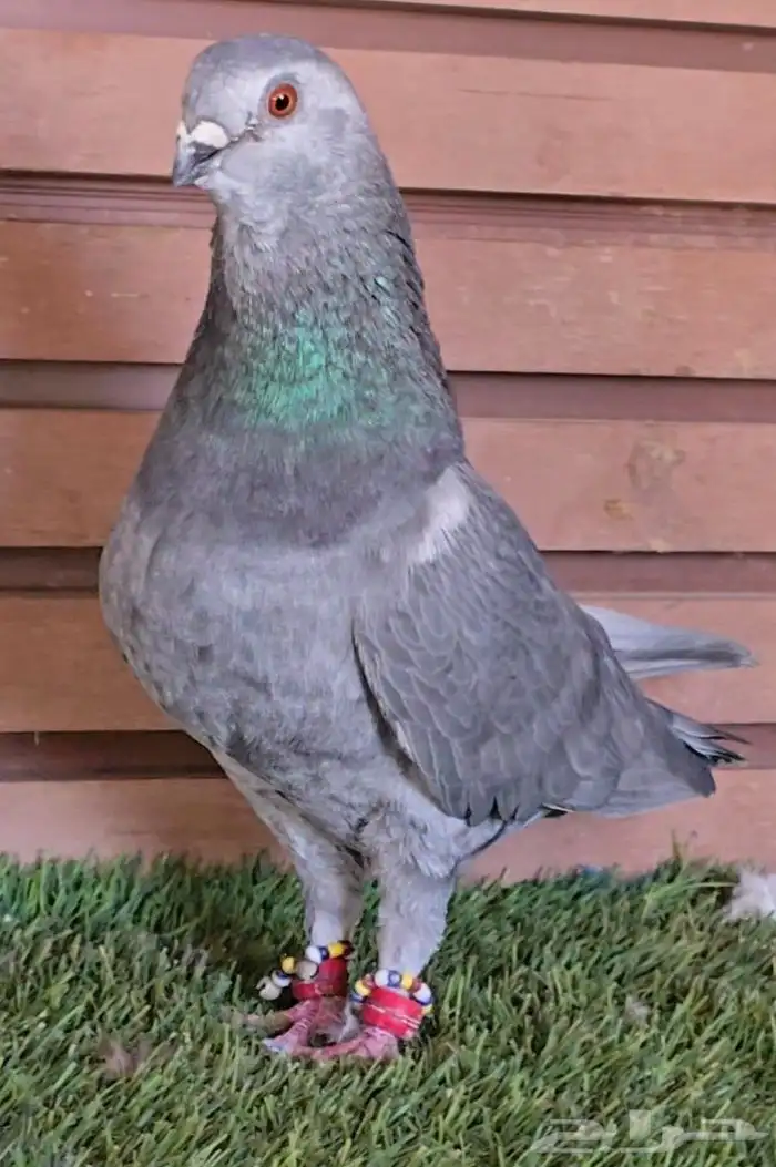 جوز بوز ابو كحله مغبر بطل 0