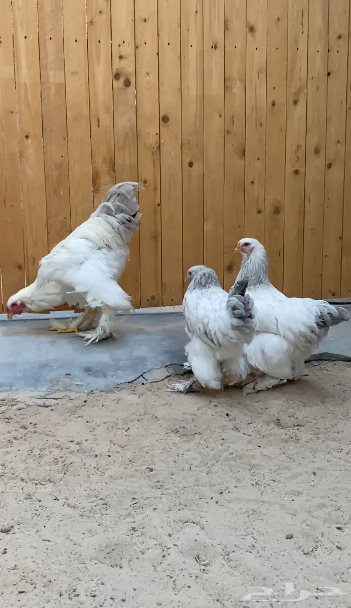 طقم براهما سلفر ألماني 1