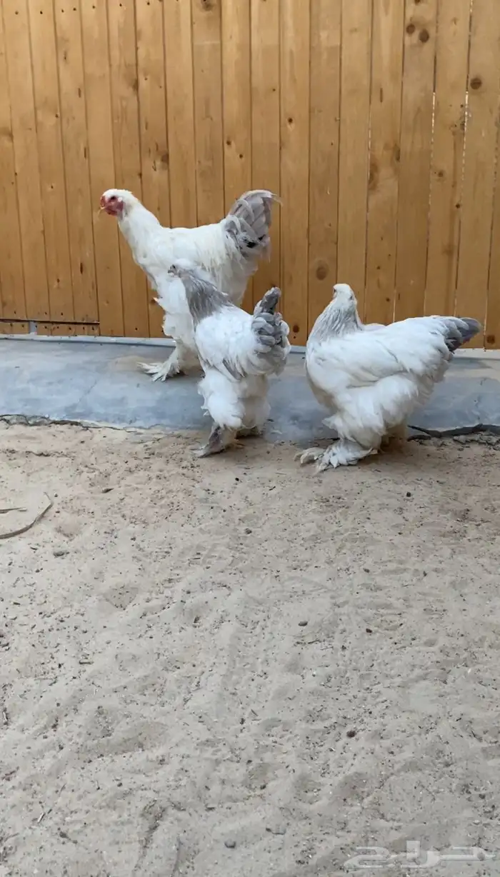 طقم براهما سلفر ألماني 0