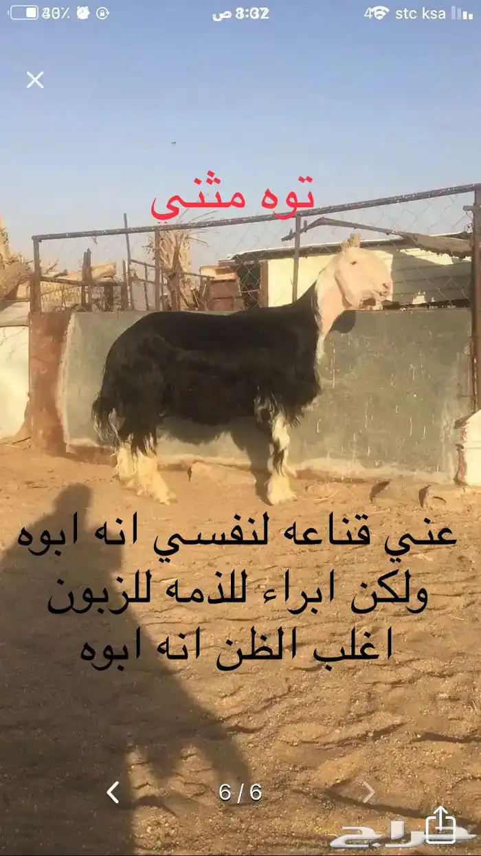 فحل نجدي طيب( تم البيع ) 3